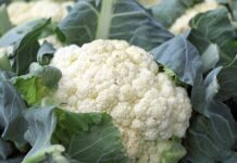 花菜清水難沖洗 加「這個」輕鬆又乾淨