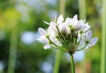 人大代表提牡丹為「國花」網友:必須是韭菜花