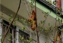 波蘭樹上驚現無頭不明生物 嚇壞眾人