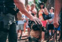 泰國成功訓練出「新冠犬」 準確率95%