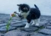 動物保護協會:希望奧克蘭民眾在今年聖誕節領養貓咪