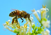 短暫離開 汽車後座湧入萬名「不速之客」
