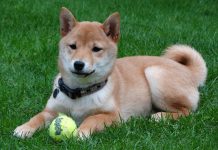 是狗還是羊?柴犬換毛照引網友討論