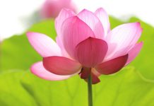 難以置信的事實:七十兩銀子贖回三條命