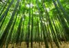 成語「無欲則剛」是什麼意思?