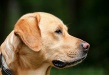 奧克蘭市議會加強管理:未登記寵物狗將面臨罰款
