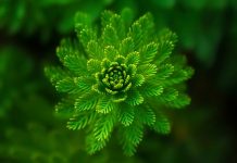 植物的驚人現象:數學能力和發出響聲