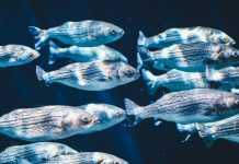 轟動一時的真實事件 開口說話的魚