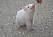 人和動物間相互轉生的真相