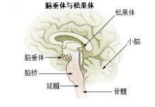 人類的第三隻眼與修煉界的開天目
