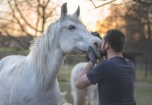 動物冒死救人的感人故事