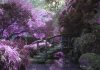 拍到了!現實世界中真的有「小精靈」