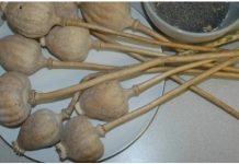 拿罌粟殼作調料真會人上癮 抓住食客的胃?