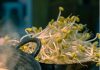 1把绿豆 1个水壶 「豆芽」菜3天上桌