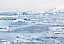 科學家意外發現:南極冰架下竟有77種生物!