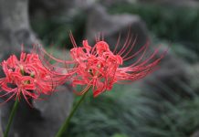 注意:養在家裡「不吉利」的4種花
