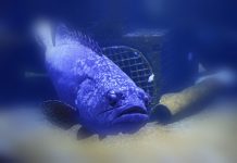 巨型石斑魚一口吞下鯊魚 船長看呆
