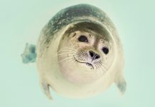 「海豹遮嘴笑」入圍搞笑野生動物攝影獎