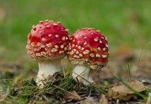預言了人間慘劇?最不可思議的童謠