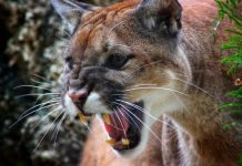 為了5歲的孩子 母親向美洲獅衝了過去……