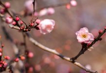 「柳暗花明又一村」出自誰之手?
