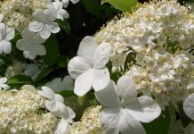 此花天下无双 与扬州有深厚缘分