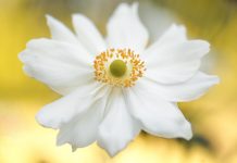 自製養花的肥料妙招 你學會了嗎?