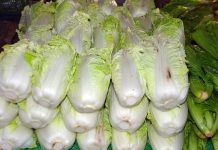 綠葉白菜和黃葉白菜有什麼區別?