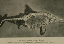 英國史上最大發現!「1.8億年前」巨大魚龍化石出土