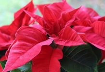 过年最适合养的3种花