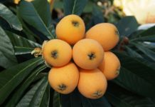 《延禧攻略》錯解中醫藥 梅花佛手茶有毒?