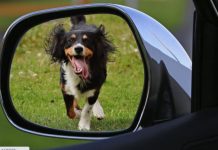 狗狗為甚麼喜歡追人追車?