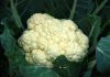 10大蔬菜最乾淨 2種「抗癌」蔬菜料理法