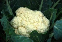 10大蔬菜最干净 2种「抗癌」蔬菜料理法
