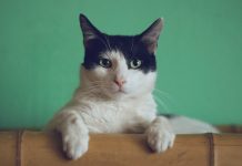 梦境中出现猫 是在预告将发生甚么事?
