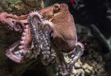 章魚似乎是外星生物