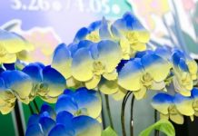 援烏克蘭善款破4億 在台烏克蘭人感動