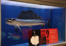 民眾在海灘發現怪異魚類 深海中的暴食者