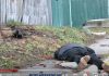 中共在俄乌问题上自称中立 其实另有目的?(图)