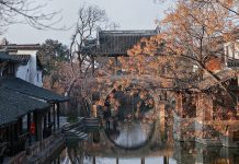 俗語「家有青龍樹 子孫不難富」是指啥?