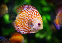 魚不只是食物 牠也有感情活動