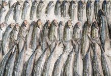 魚肉是營養佳品 但「4種魚」盡量不要吃