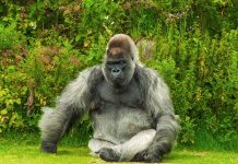 世界10個大體型的動物