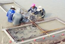 中國打壓?日本最大養殖業要進台灣石斑