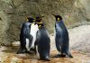 通膨波及日本水族館 企鵝水獺「拒吃抗議」