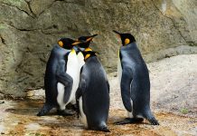 通膨波及日本水族館 企鵝水獺「拒吃抗議」