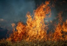 2022年歐洲森林野火創紀錄 肆虐面積近66萬公頃
