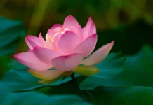 人生中「寬容」是一種無堅不摧的力量(圖)
