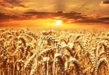 全球糧食供應告急 澤倫斯基:收成恐只有往年一半
