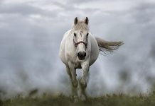 三國時期的寶馬良駒 你認識哪些?
